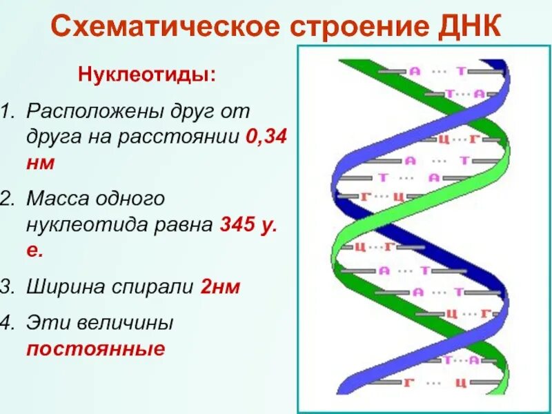 Строение ДНК. Структура ДНК. Строение нуклеотида ДНК. Схематическое изображение структуры нуклеотида ДНК.