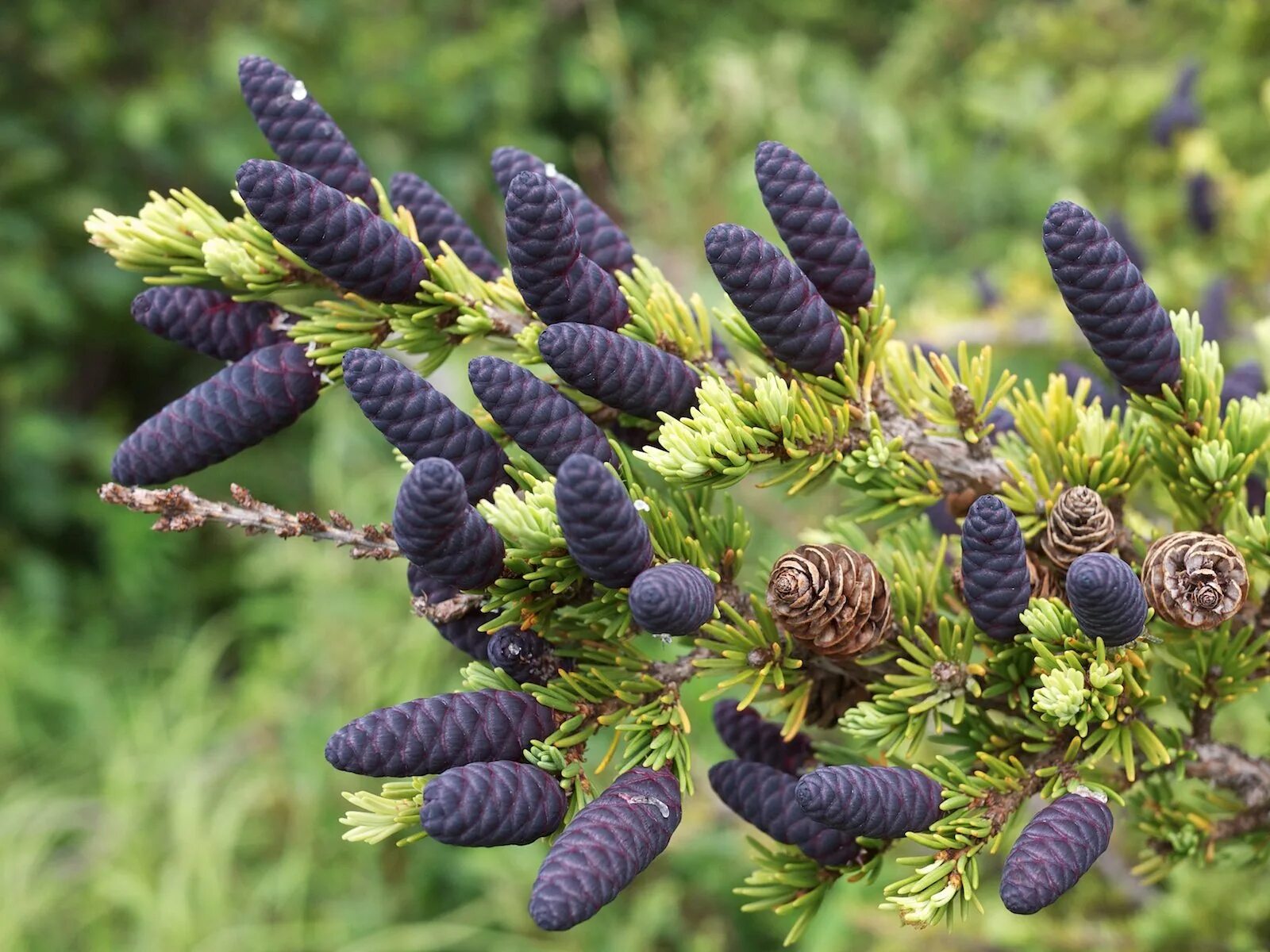 Ель черная Picea Mariana. Чёрная ель в Северной Америке. Ель черная (Picea Mariana) Nana. Черная ель Байснери (Picea Mariana Beissneri).