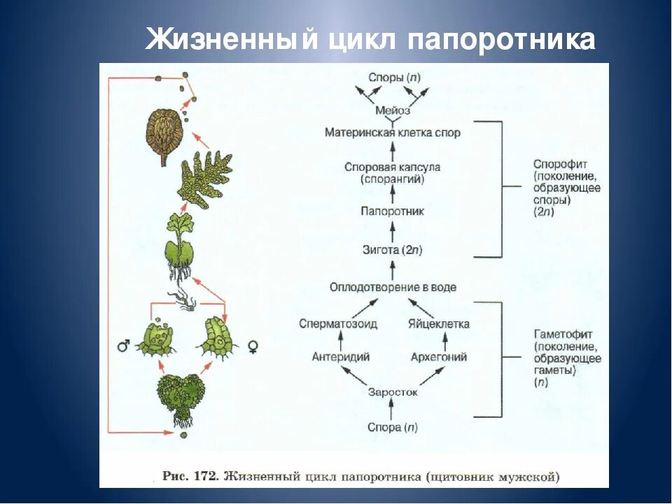 Деление клеток спорангия мейозом. Жизненный цикл папоротниковидных растений схема. Жизненный цикл папоротника схема спорофит. Цикл размножения папоротников схема. Цикл развития папоротника схема.