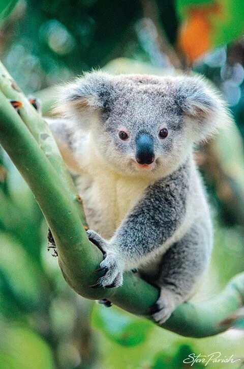 Хвост коалы. Коала хвост. Хвост коалы фото. Коала нет хвост. Красная коала хвост.