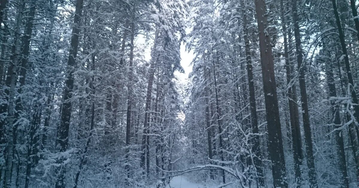 Хвойный лес южный урал. Уральские леса екатеринбург. Уральские леса екатеринбург. Уральские леса екатеринбург. Леса екб.
