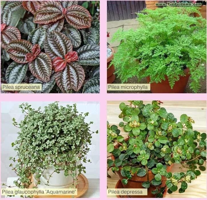 пилея фото описание. пилея. пилея спруса сильвер. пилея спруса (pilea spruceana). пилея алуми.