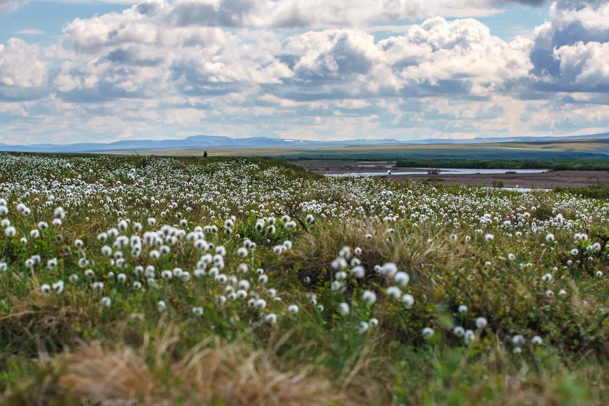 Тундра в июне