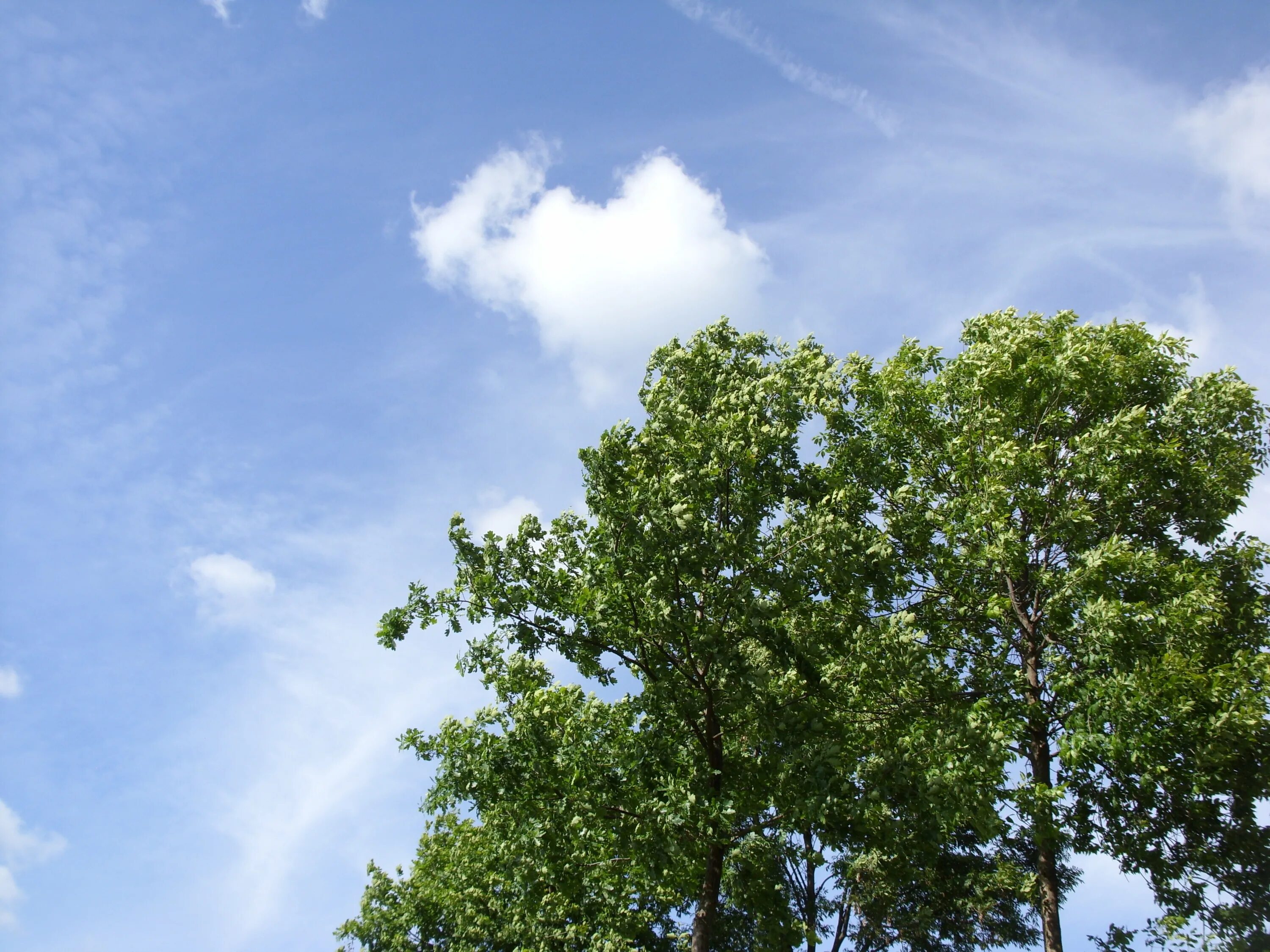 Небо и деревья. Макушки деревьев. Деревья летом. Голубое небо и верхушки деревьев.