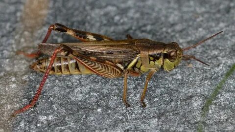 Short horned grasshopper