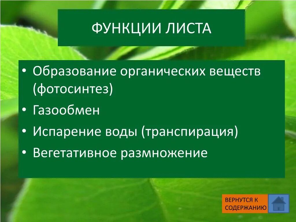 Функции листа биология 6 класс ответы