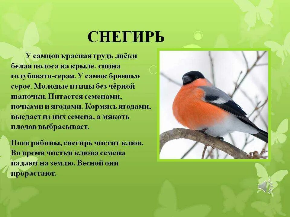 Рассказ про птиц 2 класс окружающий мир. Описание птицы Снегирь 3 класс. Снегирь птица описание. Снегирь краткое описание. Снегирь фото и описание.