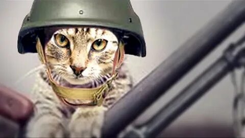 Коте коте 23