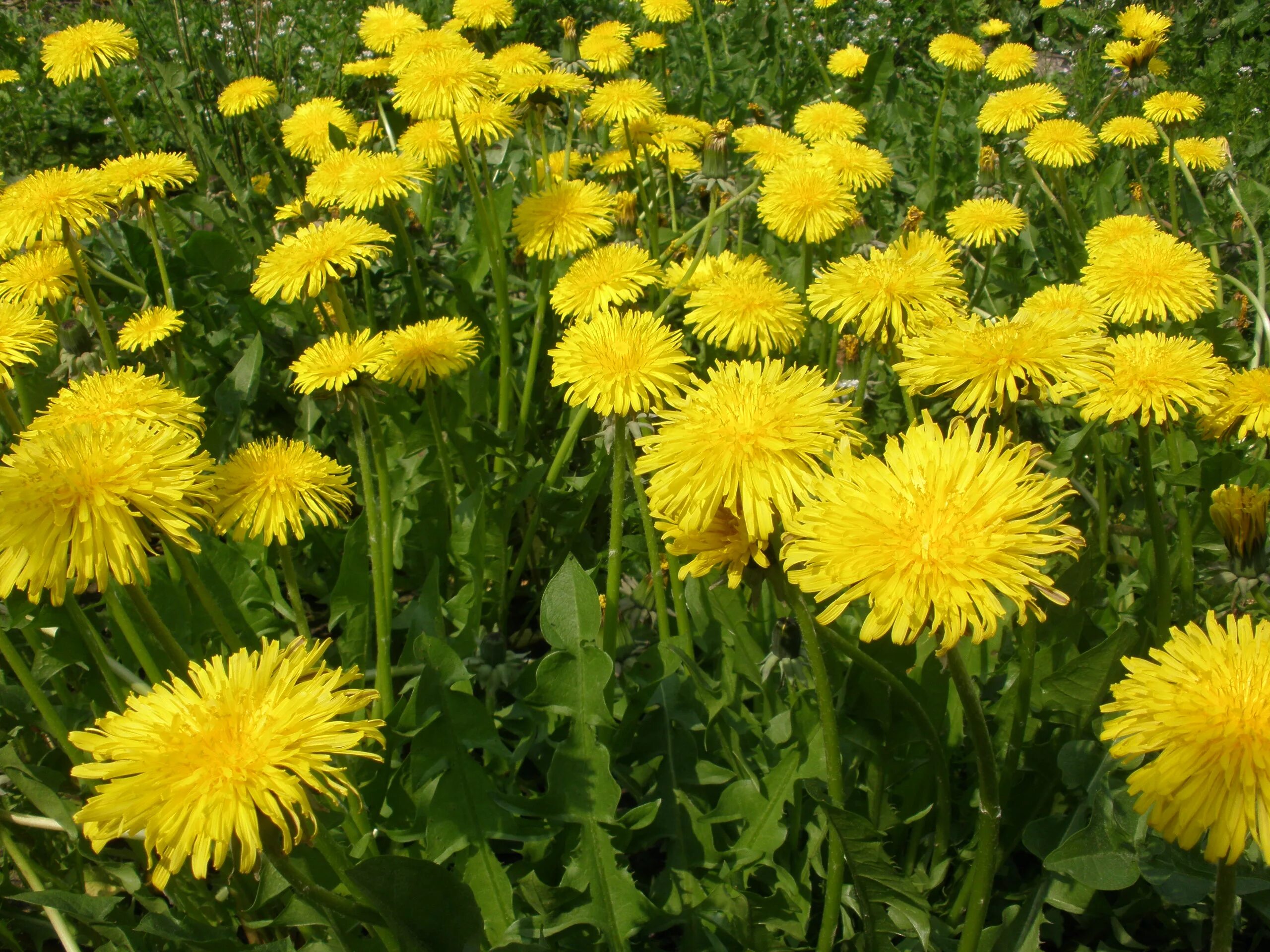 Одуванчик лекарственный - t. Одуванчик лекарственный Taraxacum officinale Wigg.. Одуванчик полевой обыкновенный. Одуванчик обыкновенный и лекарственный. Цветок одуванчика лекарственного