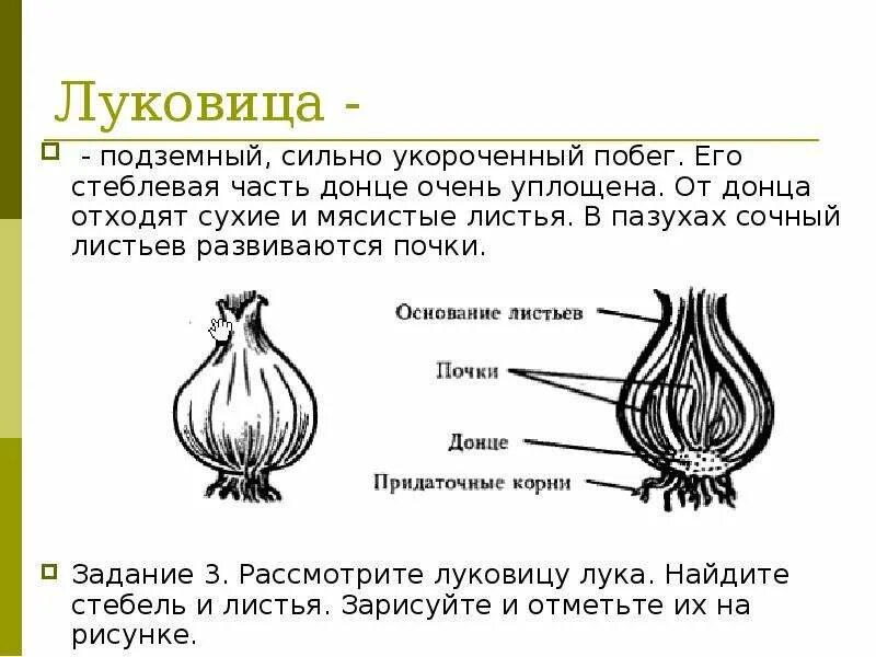 Луковица подземный побег строение. Лабораторная по биологии 6 класс строение луковицы. Видоизменения побегов клубнелуковица. Строение подземных побегов (клубня и луковицы).