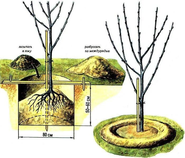 Посадка черешни весной саженцами в открытый грунт. Посадочная яма для вишни. Яма под яблоню. Посадка вишни осенью. Посадка яблони осенью.