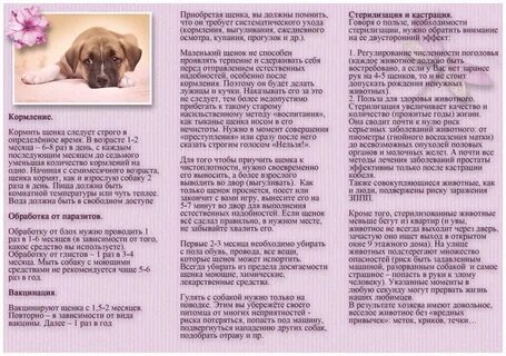 Можно кормить щенка перед прививкой