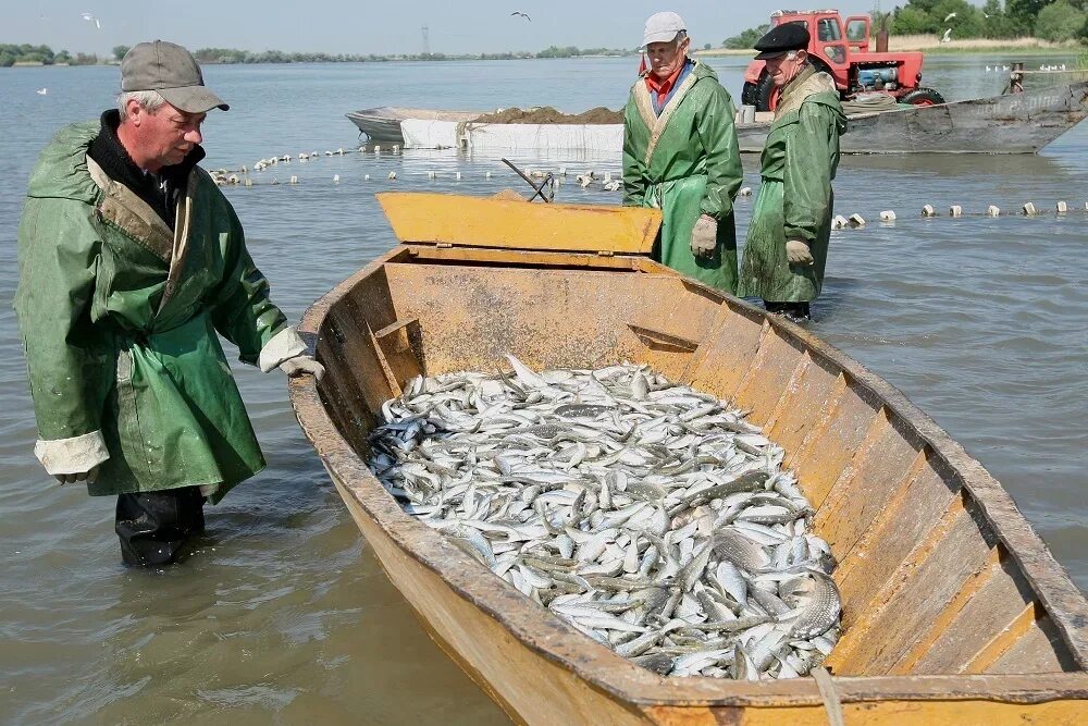 Добыча водных биоресурсов. Рыбохозяйственный комплекс. Водные биоресурсы России. Рыбная промышленность России. Рыбохозяйственный комплекс России.