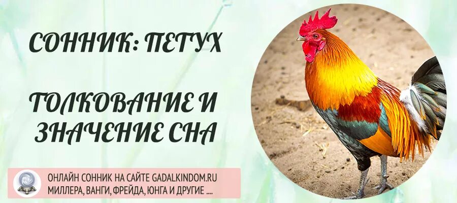 К чему снится петух. Сонник петух. К чему снятся петухи живые. К чему снится петух женщине.