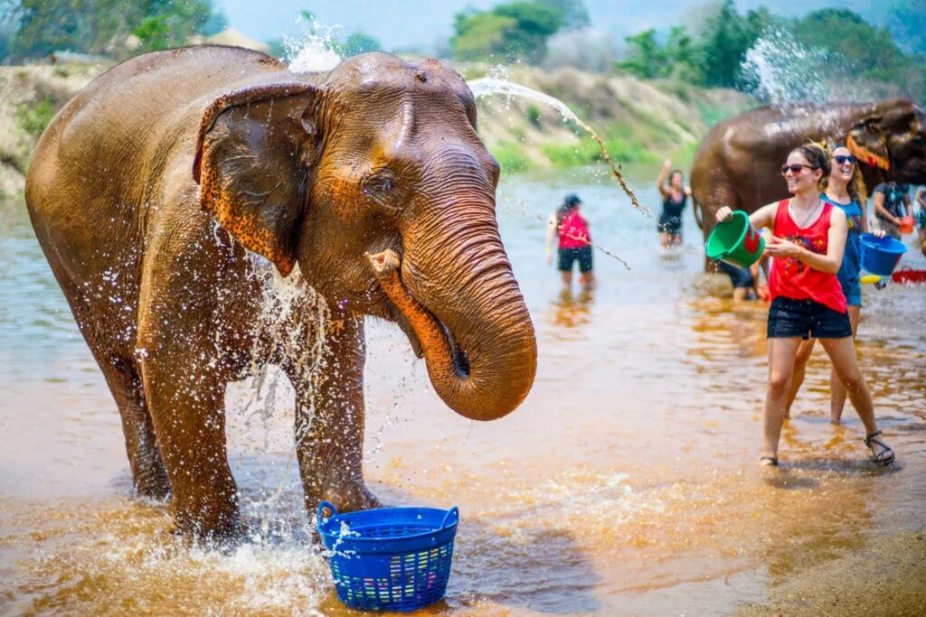 Поставь elephant. Elephant nature Park Тайланд. Белый слон Тайланд. Таиланд Пхукет слоны. Пхукет слоны джунгли.