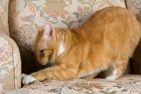 Почему коты царапают мебель