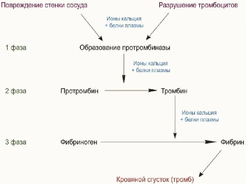 Протромбин тромбин фибриноген фибрин тромб. Фазы свертывания крови схема. фазы свертывания крови 3 фазы схема. свертывание крови (стадии свертывания).. свертывание крови образование тромба схема.