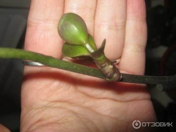 Цитокининовая паста Адениум. Цитокининовая паста детка. Почка цветоноса орхидеи. Чудо паста цитокиновновая.