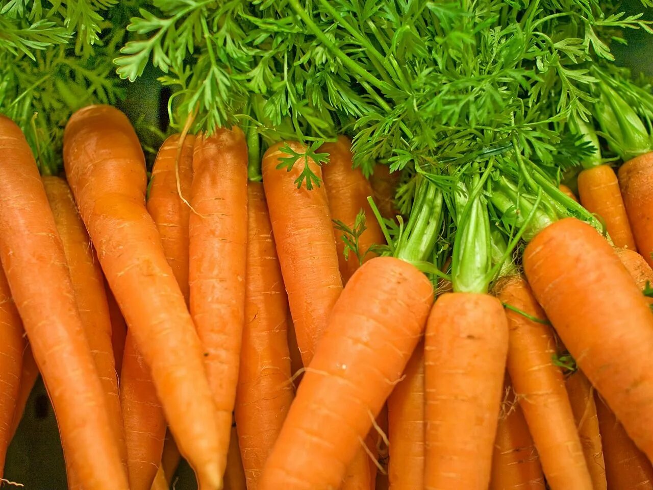 Какую почву любит морковь. Морковь Нантская в грядке. Морковь Олимпус. Морковь Каротель. Морковь Парижская Каротель.