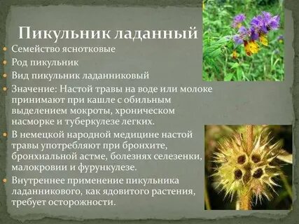Лечения туберкулеза травами