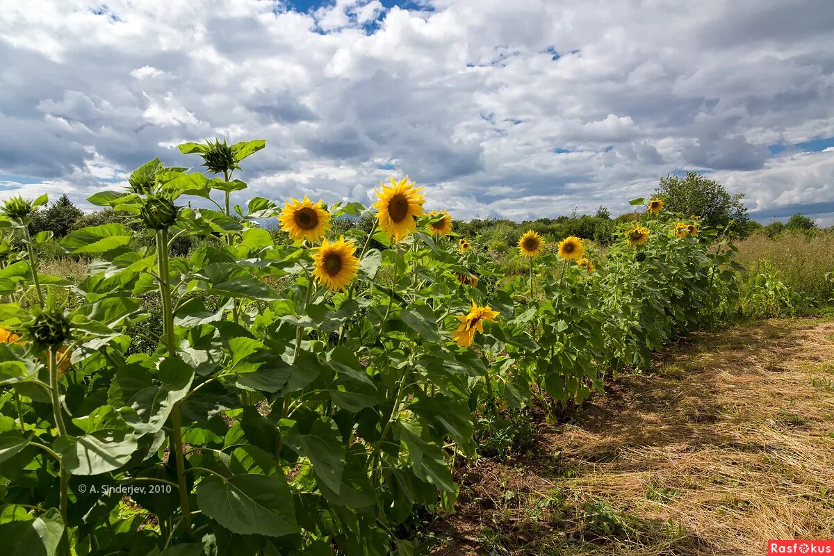 отель подсолнухи в коломне. палисад мальвы деревня. улица подсолнухов. поля подсолнухов анапа. улица подсолнухов.