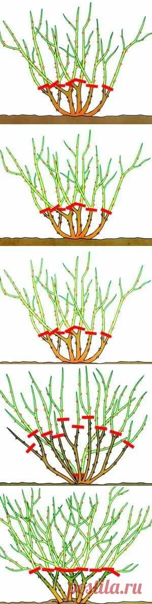 Можно ли обрезать сирень. Весенняя обрезка сирени схема. Схема обрезки сирени после цветения. Обрезка сирени после цветения формирование куста. Правильная обрезка сирени после цветения схема.