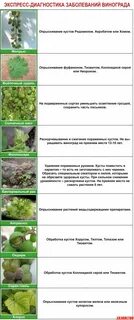 Виноград болезни и вредители фото