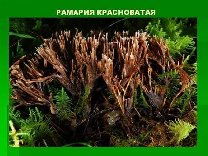 Бурые мхи