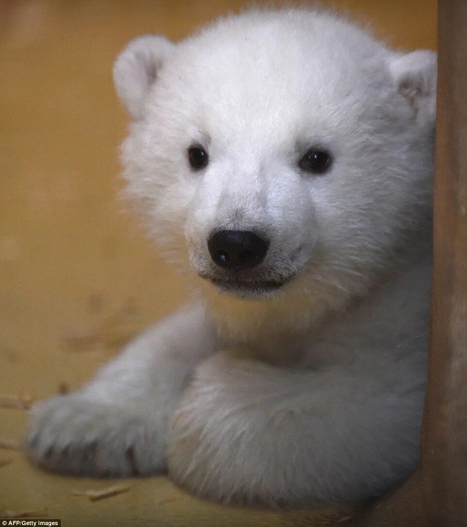 На следующей странице представлены фотографии белого медведя. Белый медведь. Медвежонок. Маленький Медвежонок. Маленький Полярный Медвежонок.