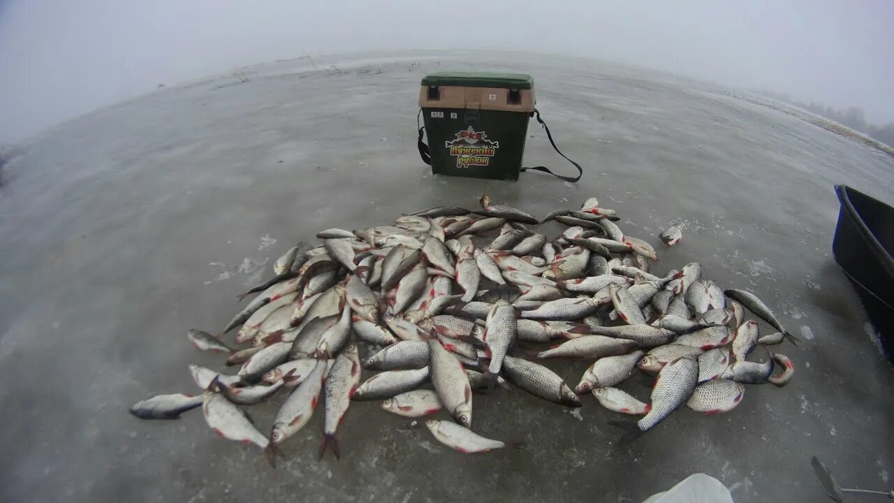 Рыба чудского озера. Зимняя рыбалка на Чудском озере. Чудское озеро рыбалка зимой. Судак на Чудском озере.