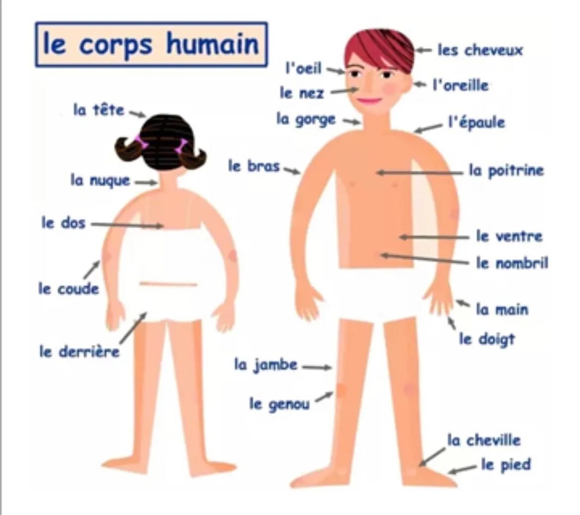 Le corps картинки. Части тела на французском языке с переводом. Части тела на французском для детей. Corps pour перевод. Части тела на французском языке для детей.