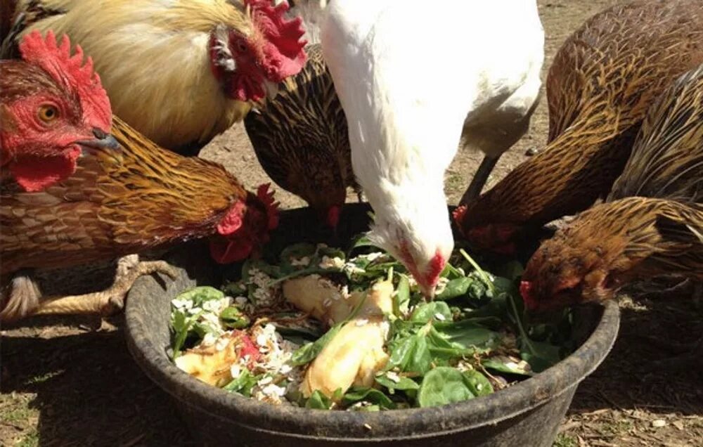Chicken can be. Сельскохозяйственная птица. Питание кур. Еда для курей. Корм для домашних курей.