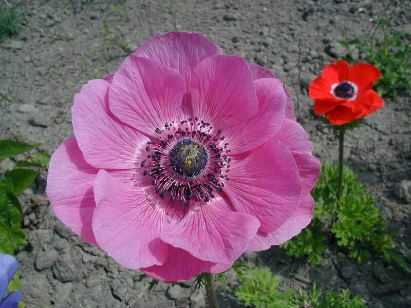 Анемона корончатая биколор. Анемона корончатая (anemone coronaria). Анемона корончатая (anemone coronaria). Анемона биколор. Анемона (ветреница) японская pamina.