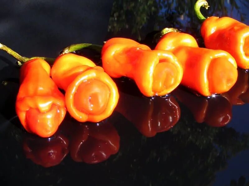 перец петровчанка отзывы