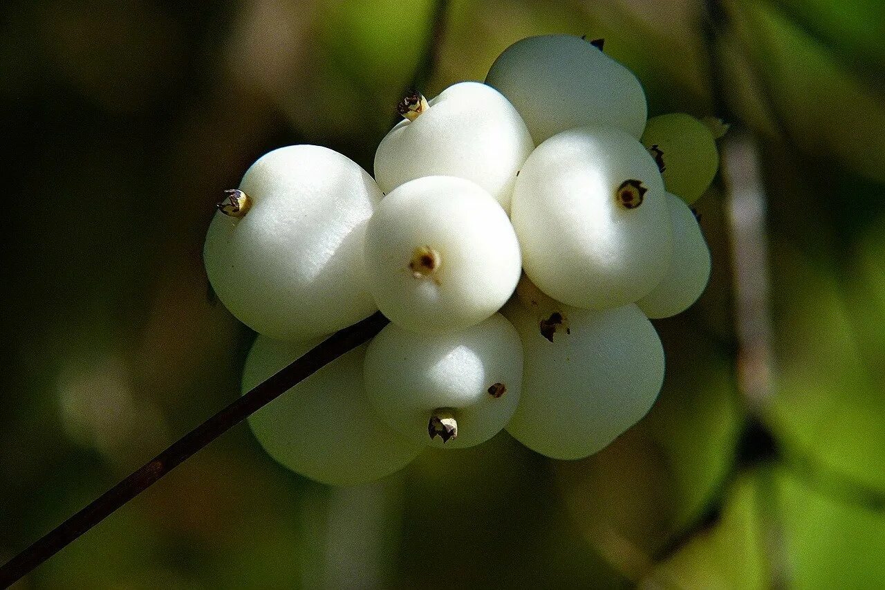Белый плод. Снежноягодник кистевидный. Снежноягодник белый symphoricarpos albus. Снежноягодник белый. Снежноягодник белый.