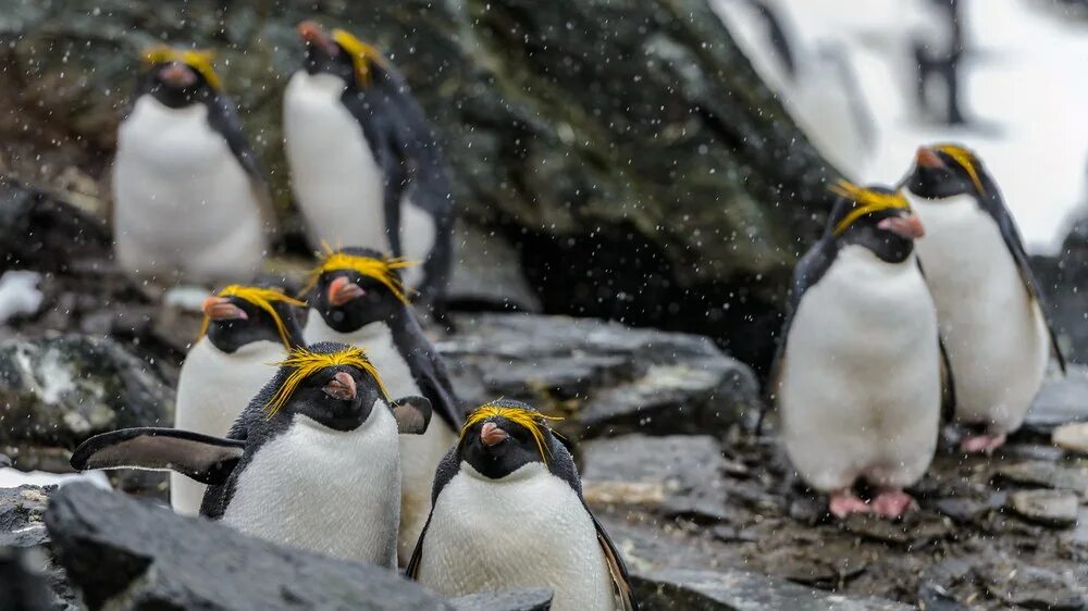 Хохлатый Пингвин в Антарктиде. Королевский Пингвин Золотоволосый. Антарктика Пингвин Золотоволосый. Королевский хохлатый Пингвин. Какие красивые золотистые пингвины