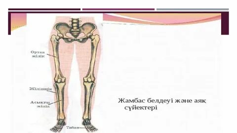 Спортшылар бір-бірінің мысығын жалайды (видео)