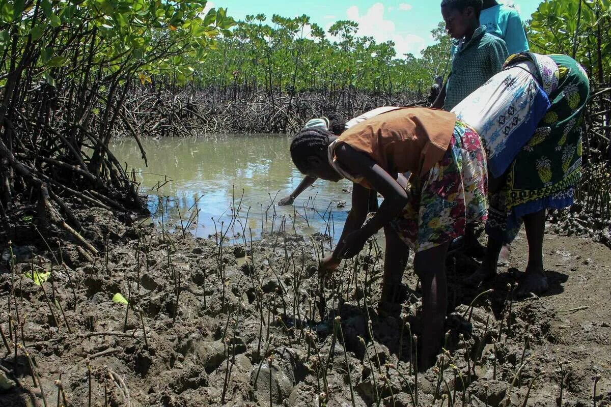 Africa grows. Kenya climate. Restore Mangroves. Mangrove Protection. Mangroves to protect.