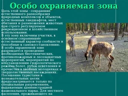 Орловское полесье сообщение