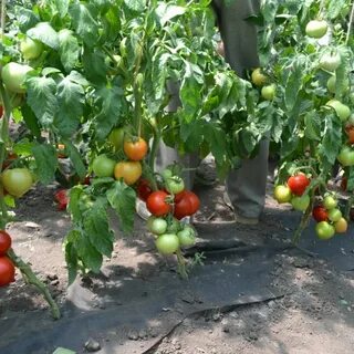 Новичок томаты урожайность
