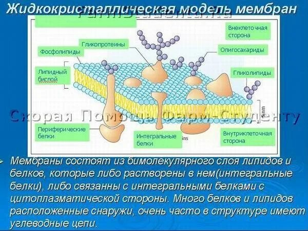 Опишите молекулярную организацию биологической мембраны. Опишите молекулярную организацию биологической мембраны