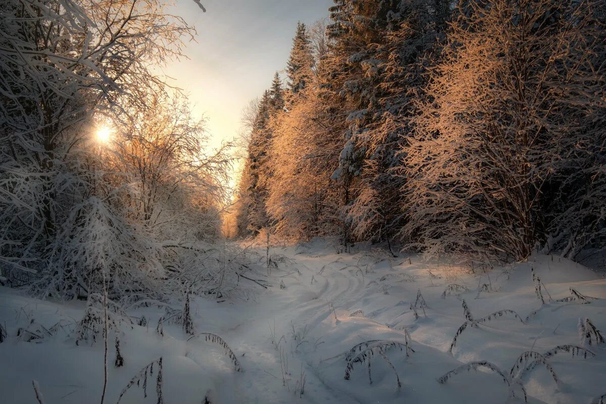 Зимняя природа. Зимний лес. Зимняя Тайга. Морозный лес.