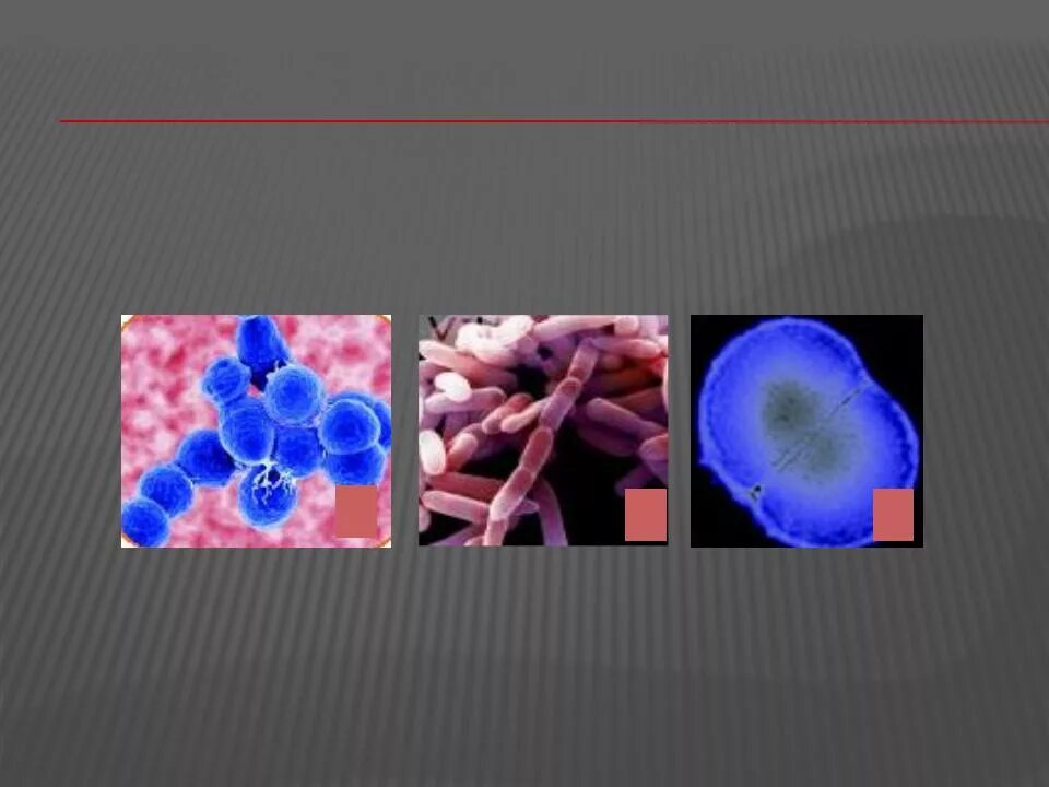 Streptococcus pneumoniae haemophilus influenzae streptococcus. Streptococcus pneumoniae haemophilus influenzae streptococcus