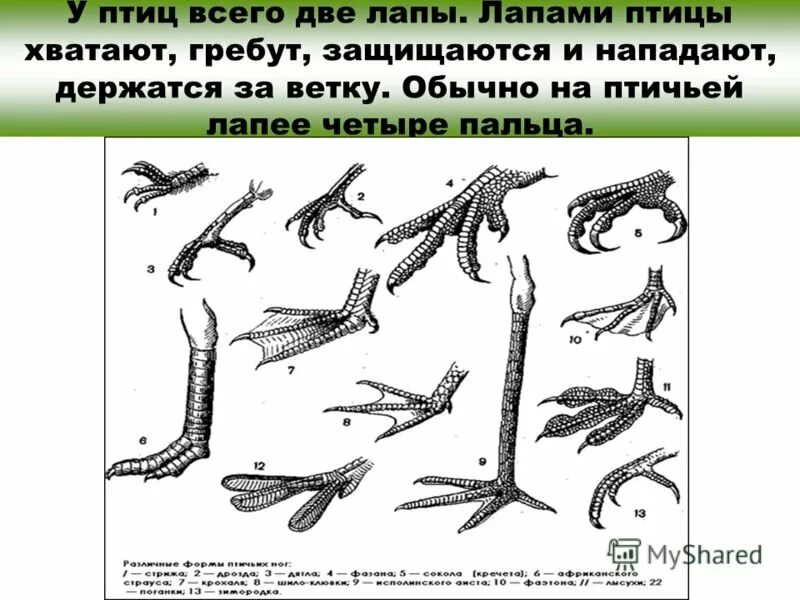 Конечности их функции пресмыкающихся и млекопитающих. Формы лап птиц. ноги птиц. строение лапы птицы. конечности водоплавающих птиц.