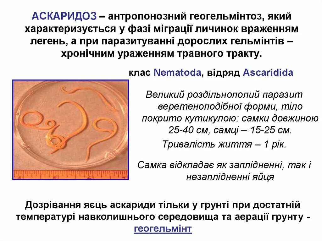 Клинические проявления острой стадии аскаридоза. Аскаридоз отзыв. Аскаридоз клинические проявления. Аскаридоз симптомы у взрослых. Аскаридоз у детей жизненный цикл.
