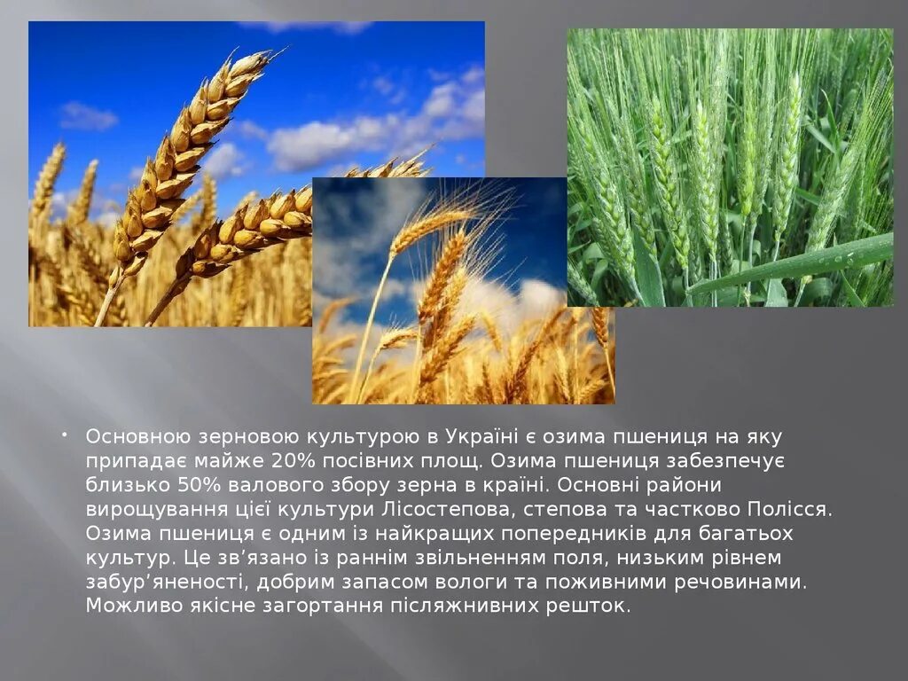 Сообщение о пшенице 3 класс. Основные зерновые культуры в Украине. Характеристика зерновых культур. Сообщение о пшенице 2 класс окружающий мир. Сообщение о пшенице будь добра.