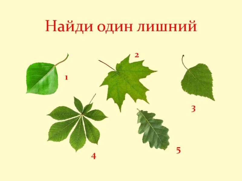 Лист внешнее строение листа 6 класс биология. Лист для презентации. найди лишний лист. строение листовых пластинок и найди лишнее. познакомить детей с строением листа.