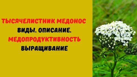Систематика тысячелистника