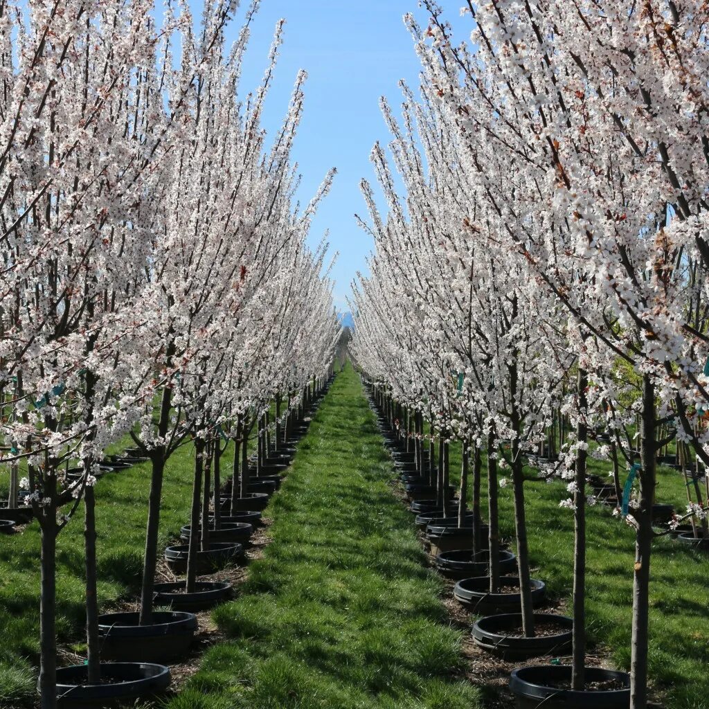 Prunus перевод. Алыча (Prunus cerasifera). Прунус Луситаника. Прунус Грайяна. Prunus caspica/алыча Каспийская.