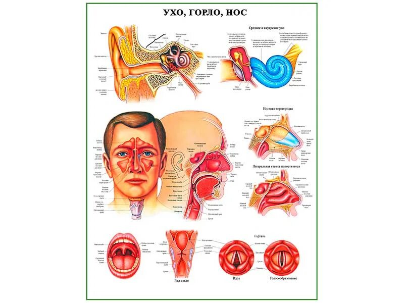 задания по лор заболеваниям уха. заболевания лор органов. ухо горло нос врач отоларинголог. заболевания горла перечень. анатомия ухо горло нос строение.